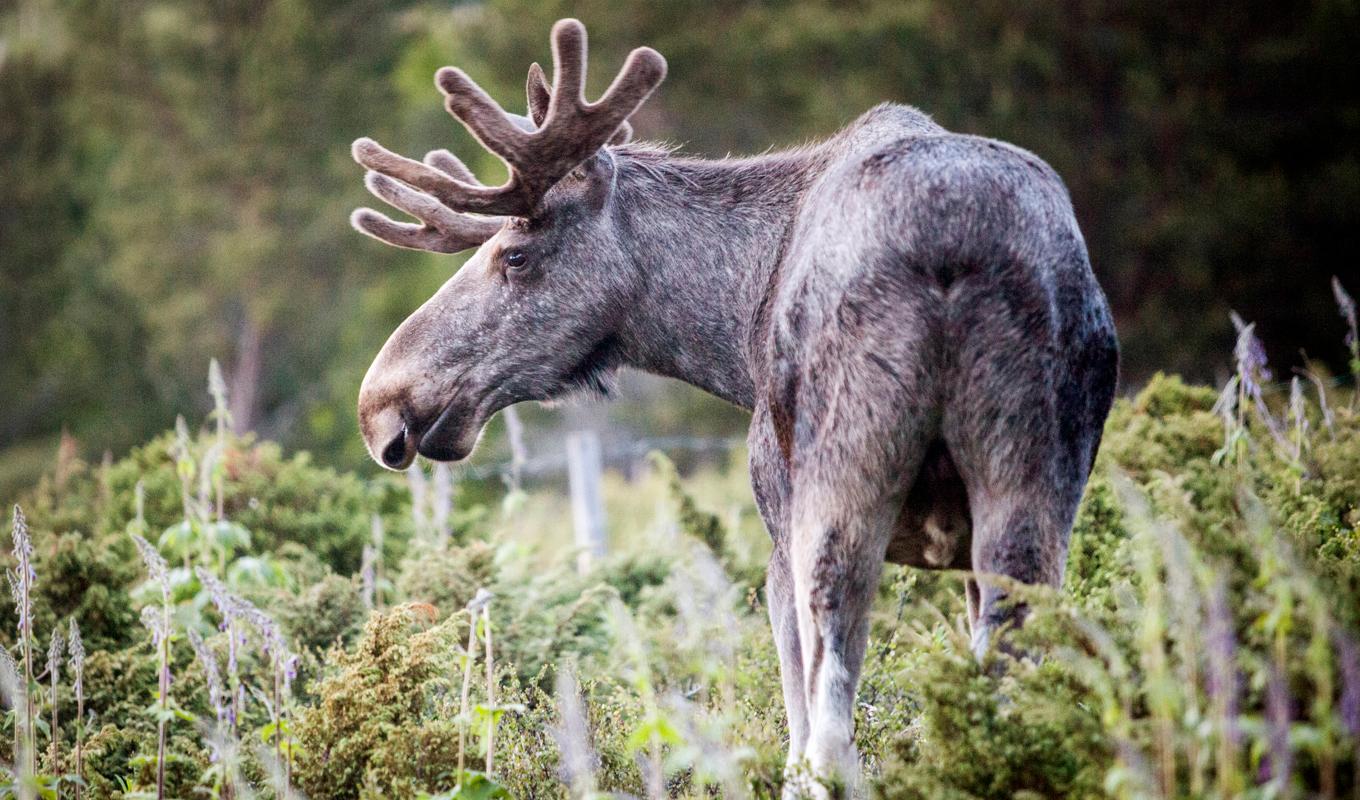 Jägarna i norra Sverige uppmanas att spara fler vuxna älgar i årets jakt. Foto: Paul Kleiven