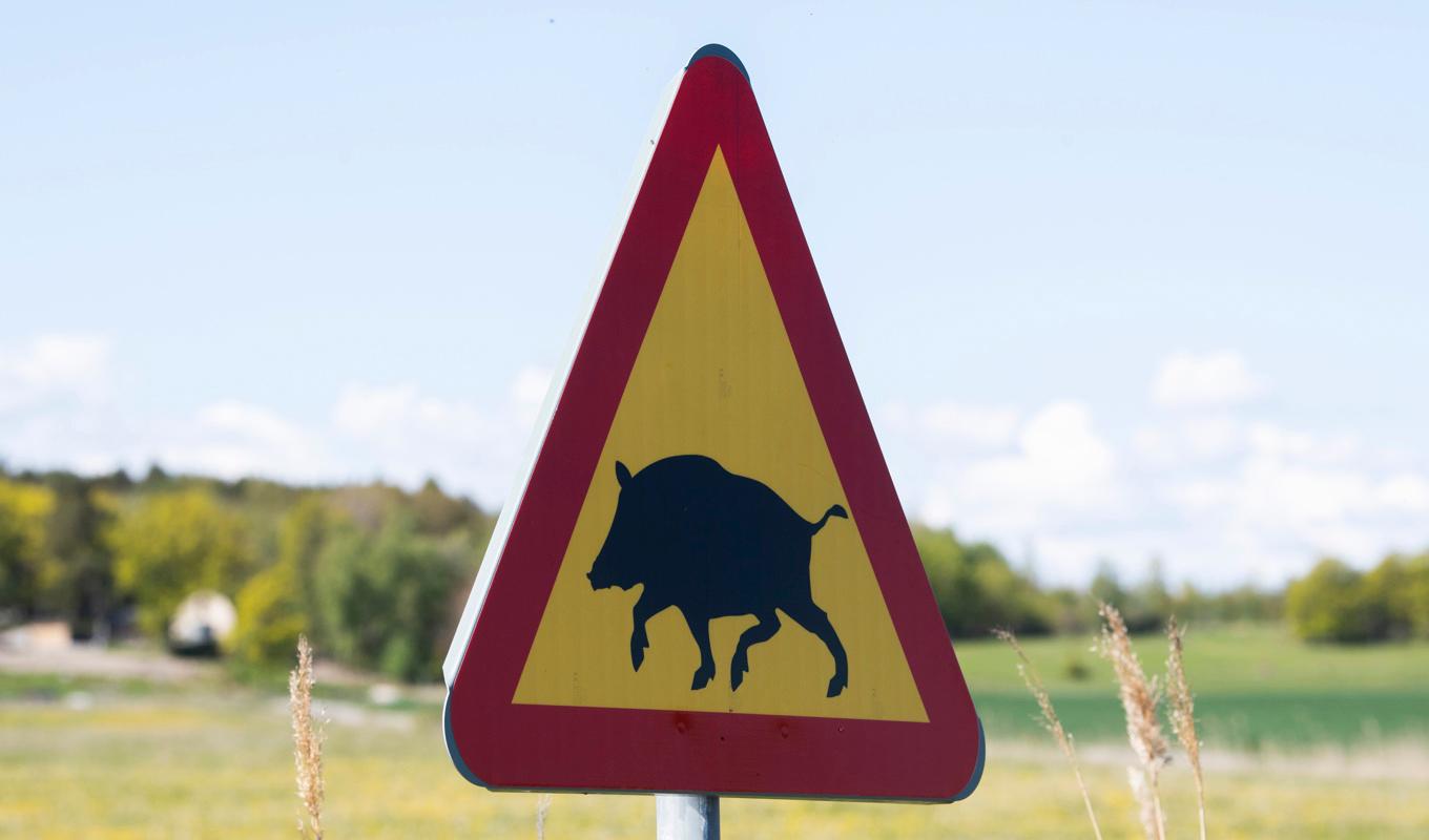 Afrikansk svinpest har upptäckts utanför Fagersta. Arkivbild. Foto: Fredrik Sandberg/TT