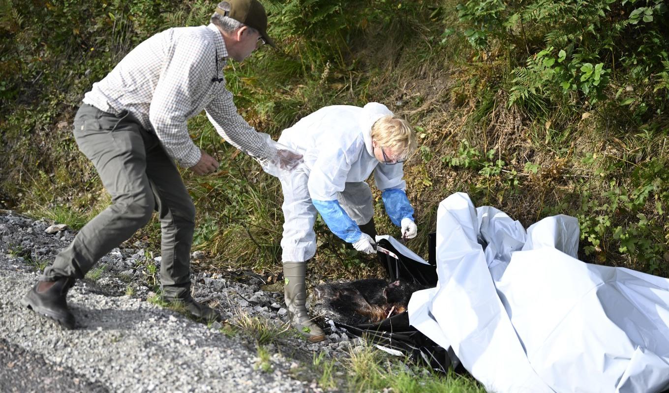 Jägare söker av skogsområden kring Fagersta under lördagen, för att hitta sjuka eller döda vildsvin. På bilden, som togs på fredagen, tar personal från SVA prover på ett kadaver. Foto: Pontus Lundahl/TT