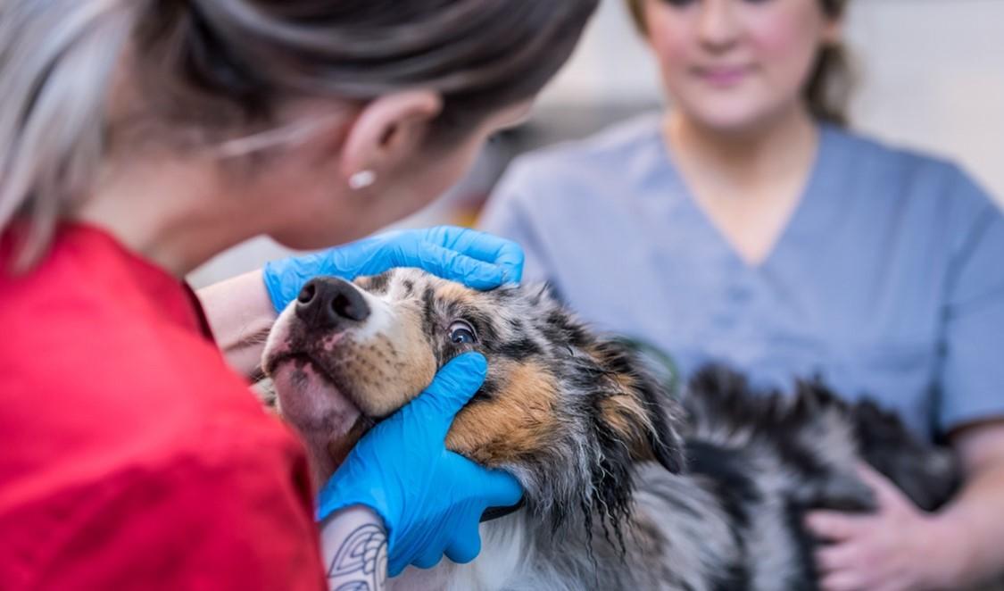 Det har länge varit brist på veterinärer i Sverige. Under pandemiåren blev den mer påtaglig när fler skaffade sällskapsdjur. Foto: Distriktsveterinärerna