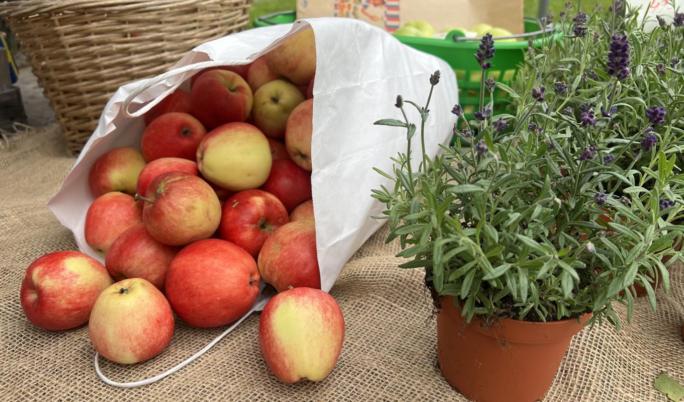 På skördefesten i Rottneros park i Värmland gick det att köpa nyplockade äpplen, päron, plommon och bär. Man hade även chans att fynda utomhusväxter. Foto: Kristina I. Kleinert