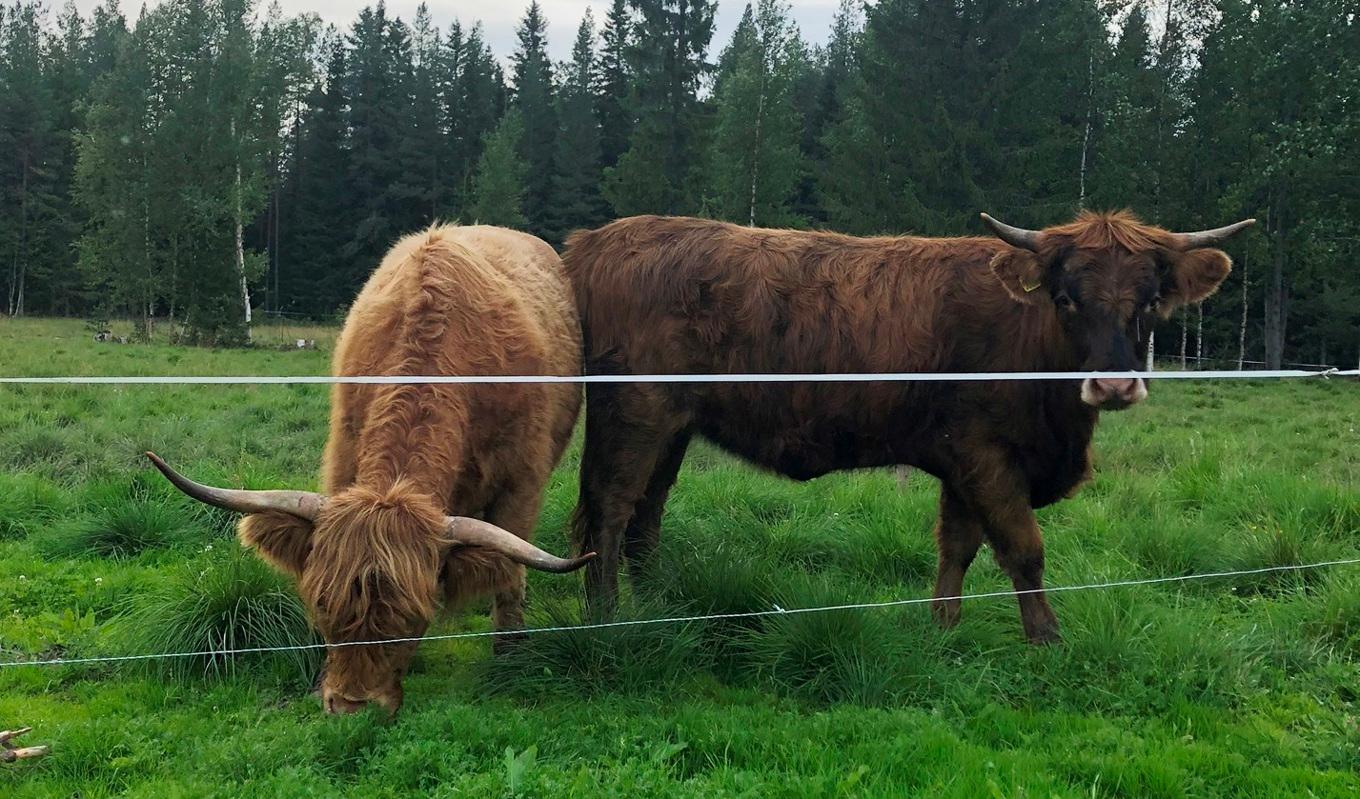 Vanja Marthin i Vilhelmina, Västerbotten, hade kor av flera raser på sin gård, bland annat höglandskor. Foto: Privat