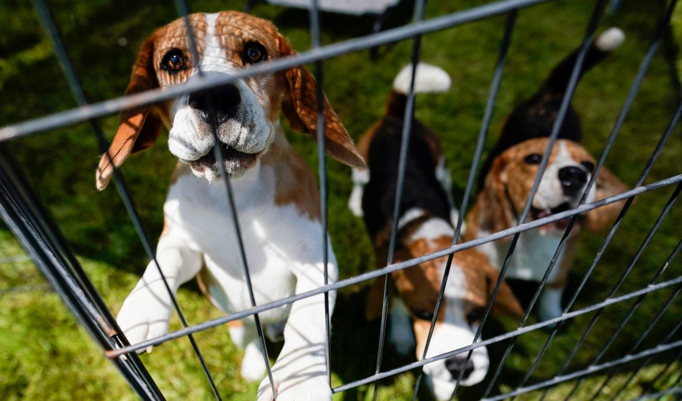 21 vanvårdade hundar hölls i en enrumslägenhet. Nu får ägarna djurförbud. Arkivbild föreställande hundar som inte har någon koppling till det aktuella fallet. Foto: Mary Altaffer/AP/TT