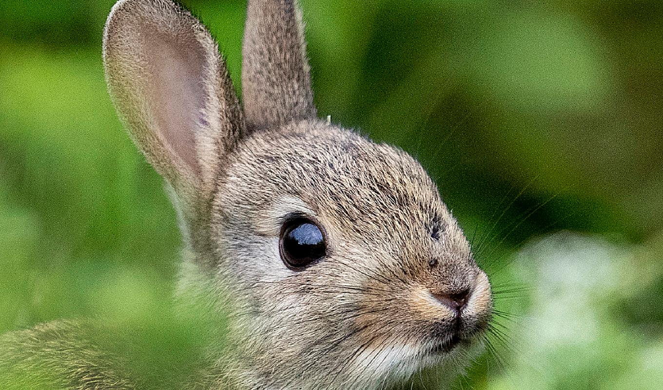 Kaninpest har upptäckts hos tamkaniner. Arkivbild. Foto: Michael Probst/AP