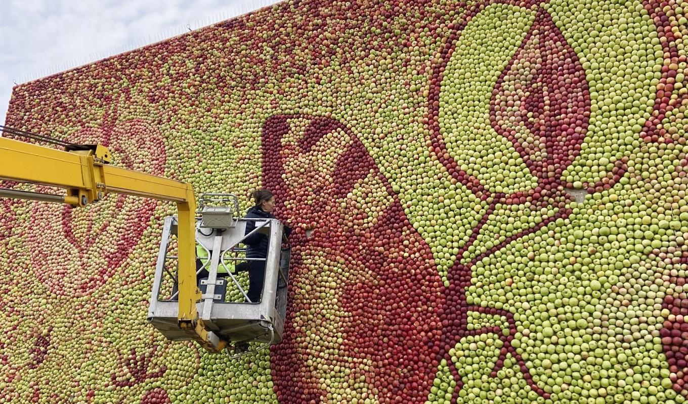 Efter fem intensiva dagar har arbetslaget på 12–14 personer färdigställt äppeltavlan. Här syns tavlan från 2022: ”Befruktelse”. Foto: Emma Karp Lundström