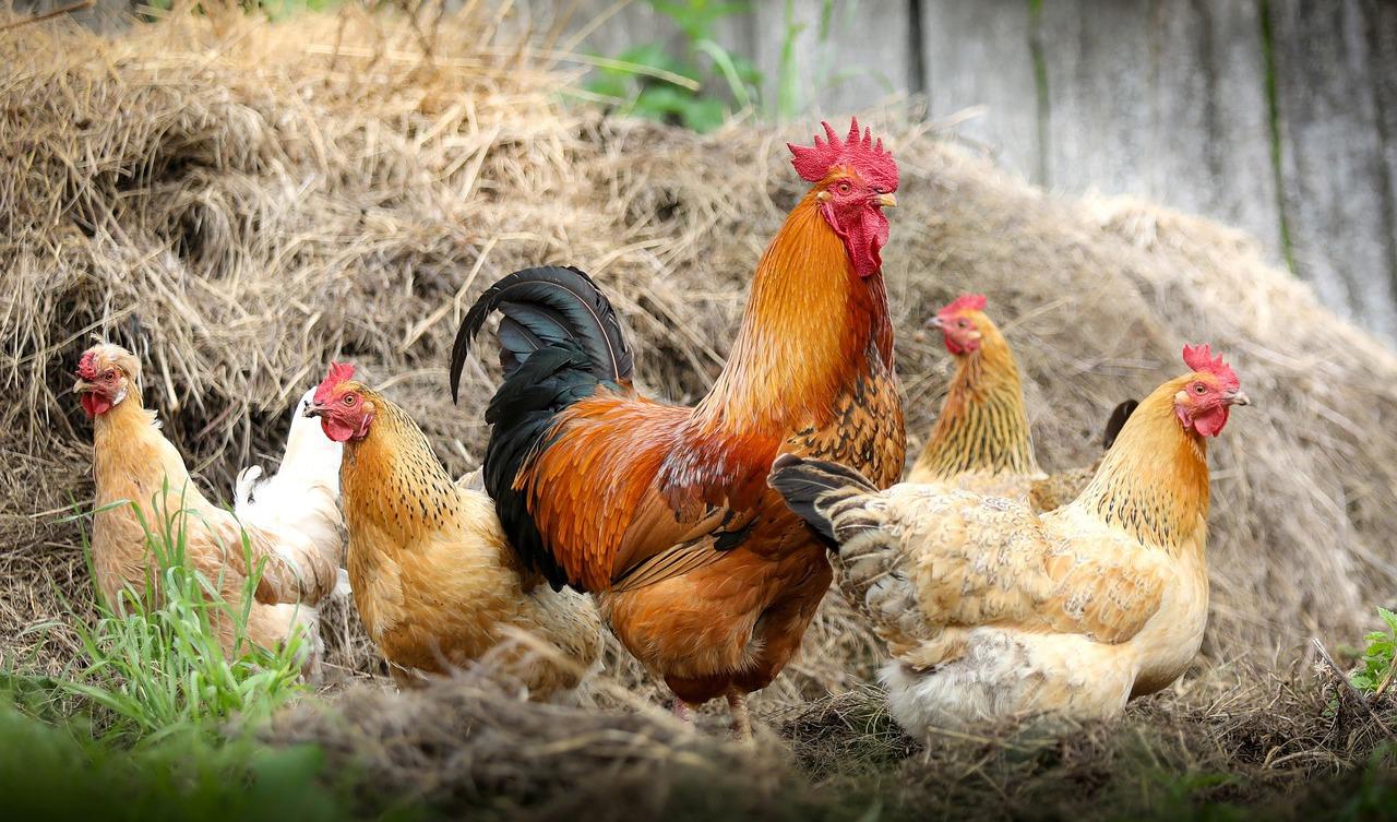 Ett stort antal höns har fått avlivas på grund av salmonellautbrott. Foto: Svklimkin