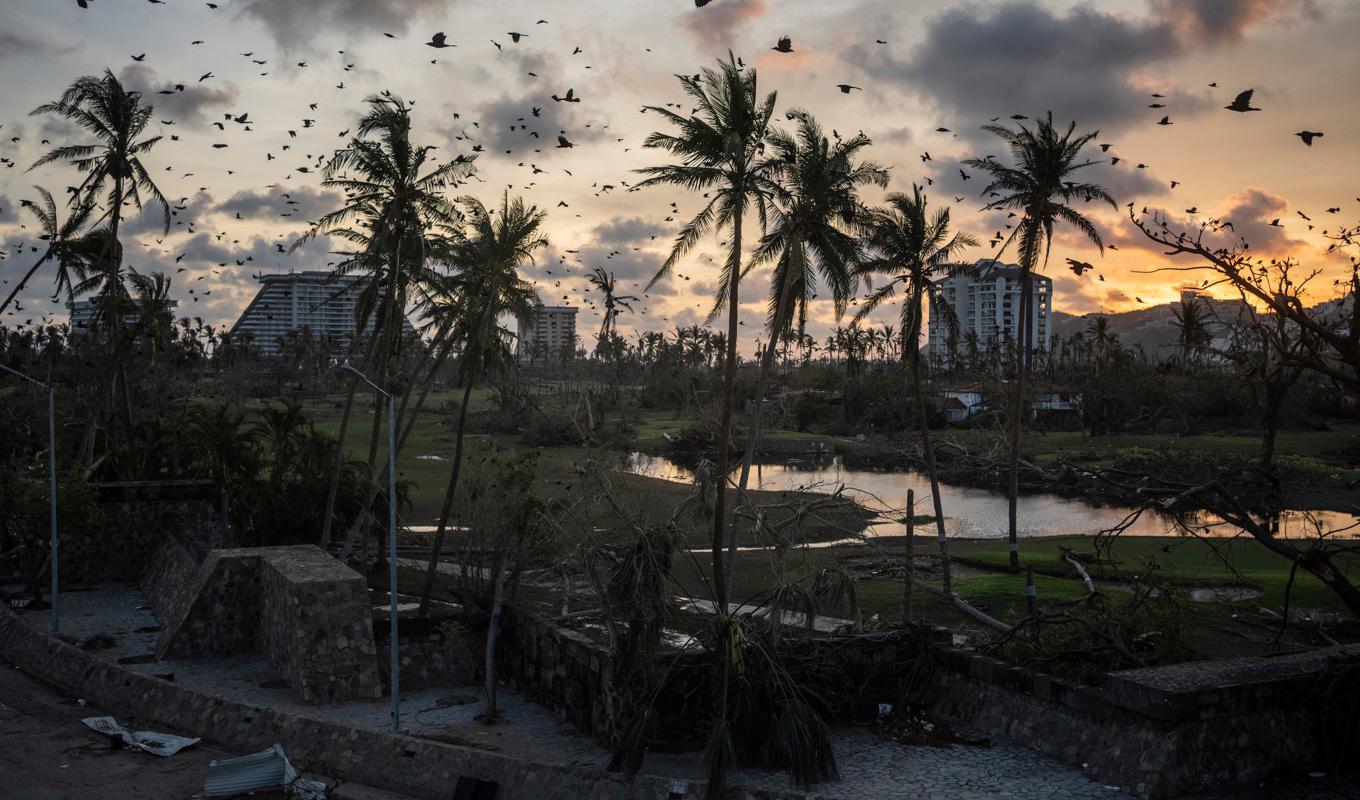 Fåglar flyger över spillror efter orkanen Otis i Acapulco. Arkivbild. Foto: Felix Marquez/AP/TT