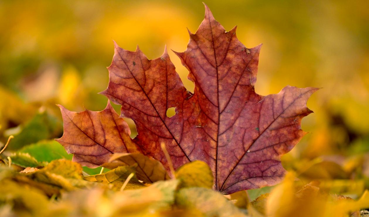 Hela Sverige har nu höst eller vinter. Ingen sommar kvar. Arkivbild. Foto: Janerik Henriksson/TT