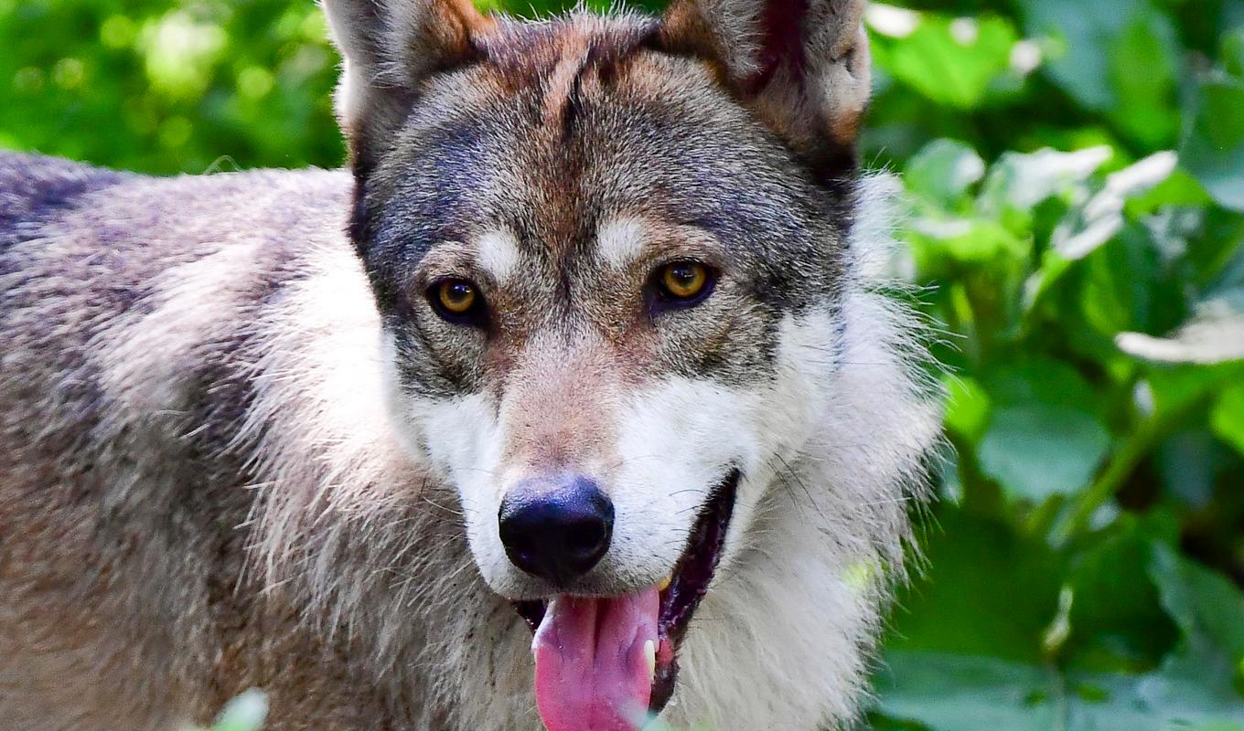 Varg – den här från Skansen. Arkivbild. Foto: Jonas Ekströmer/TT