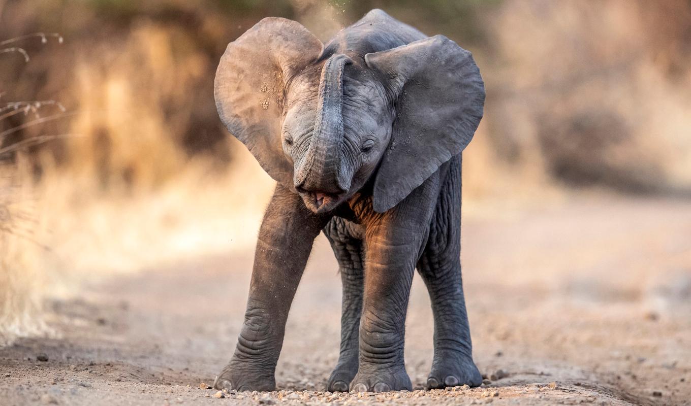 Elefantunge i Sydafrika. Arkivbild. Foto: Sylvie Failletaz/Solent News & Photo Agency /Solent News/TT