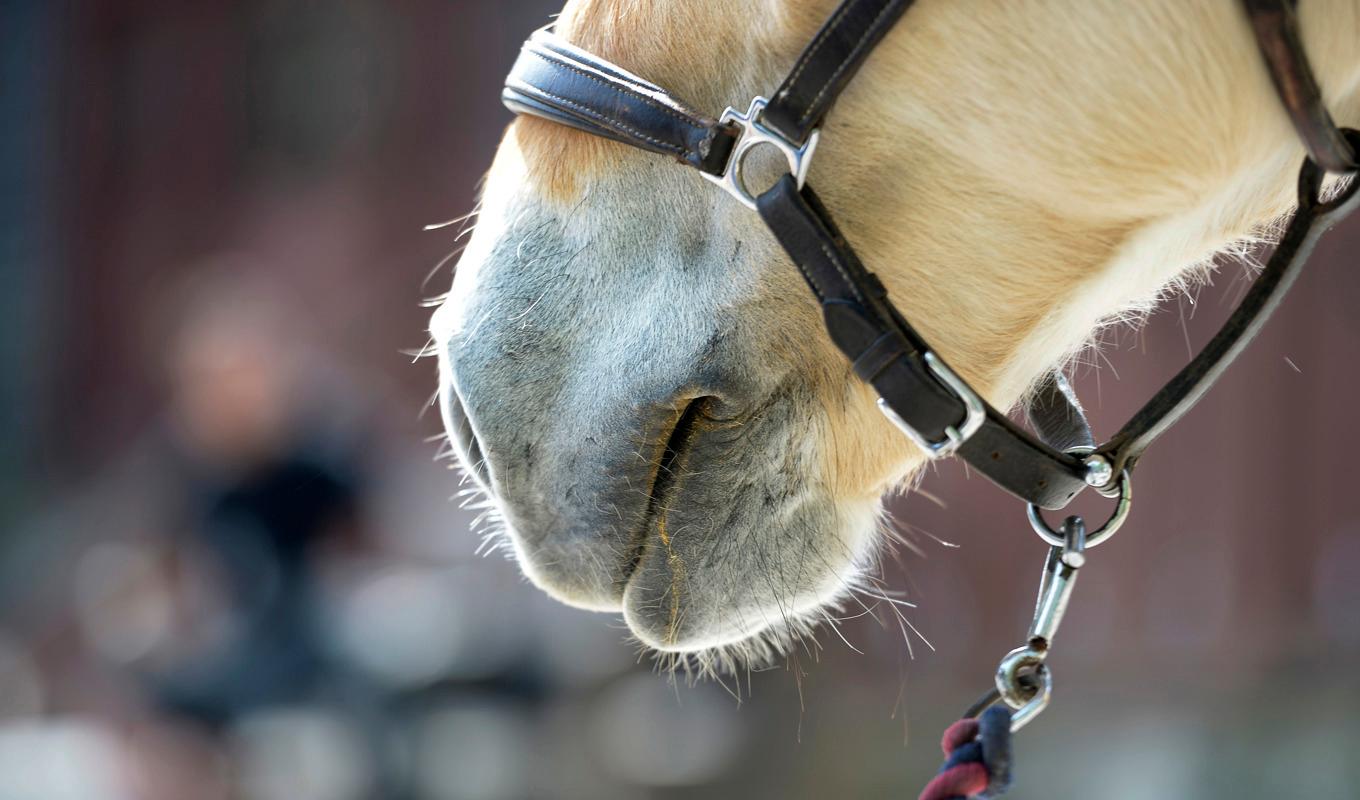 Huvudskador är den allra vanligaste skadan i samband med en ridolycka, visar siffror från försäkringsbolaget Folksam. Arkivbild. Foto: Janerik Henriksson/TT