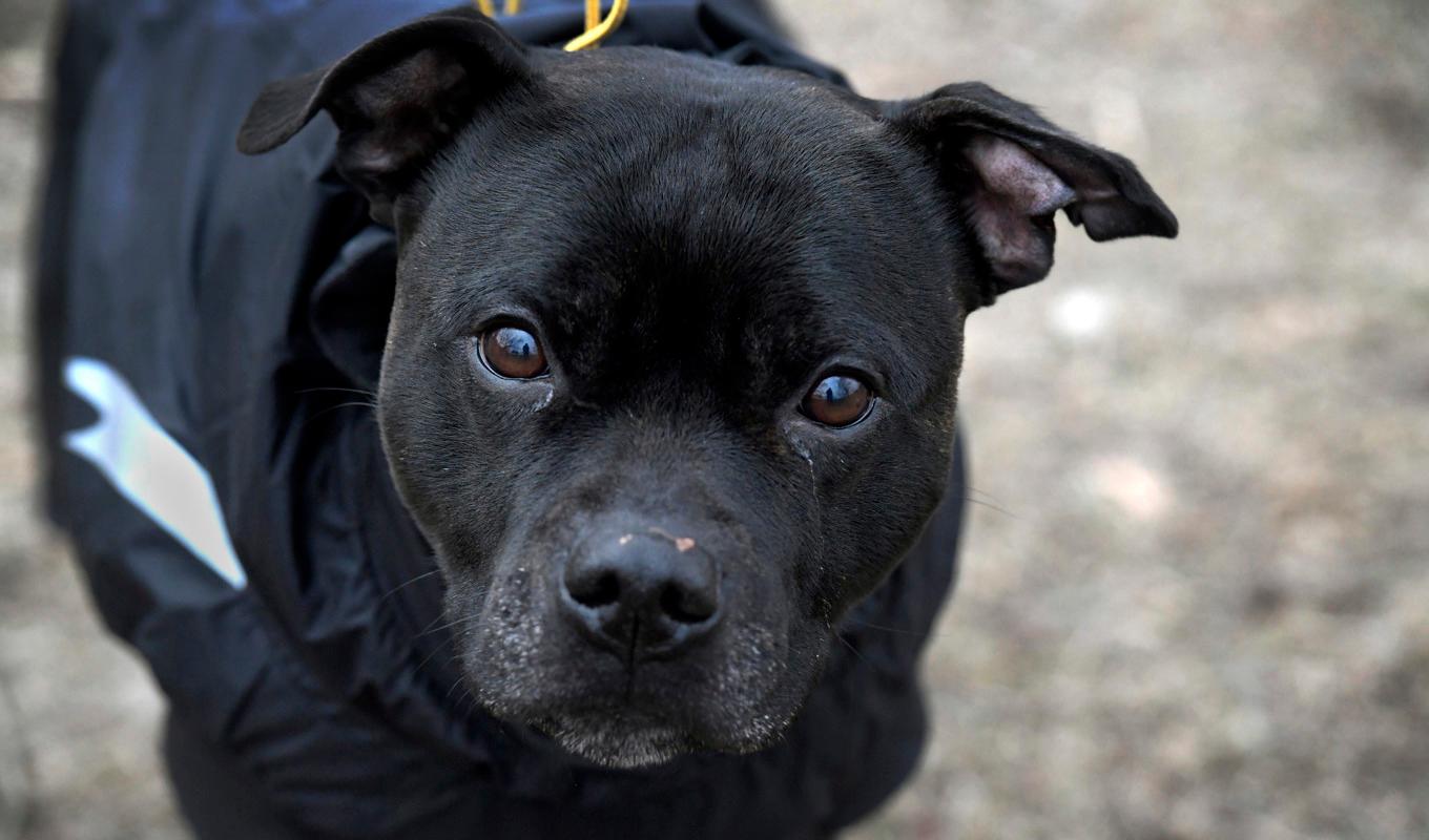 Hunden har ingenting med artikeln att göra. Arkivbild. Foto: Janerik Henriksson/TT