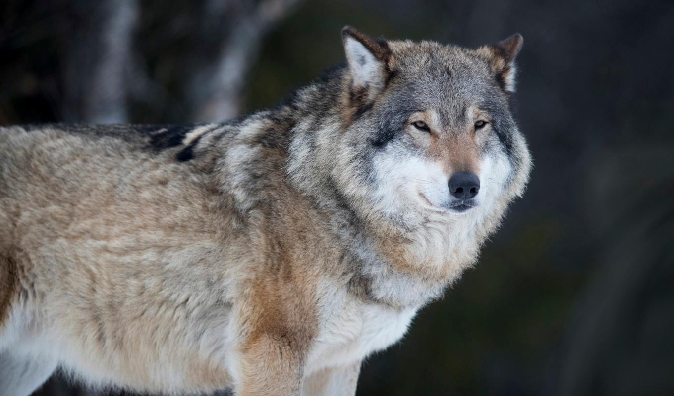 Vargar ska flyttas söder, vill länsstyrelserna föreslå. Arkivbild. Foto: Heiko Junge/NTB/TT