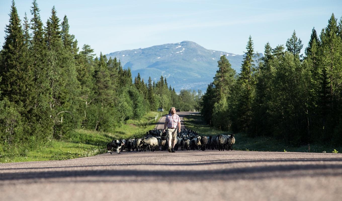 Jörgens blick vilar på helheten, på djuren, landskapet, jorden och växtligheten. Foto: Karin Sundemo