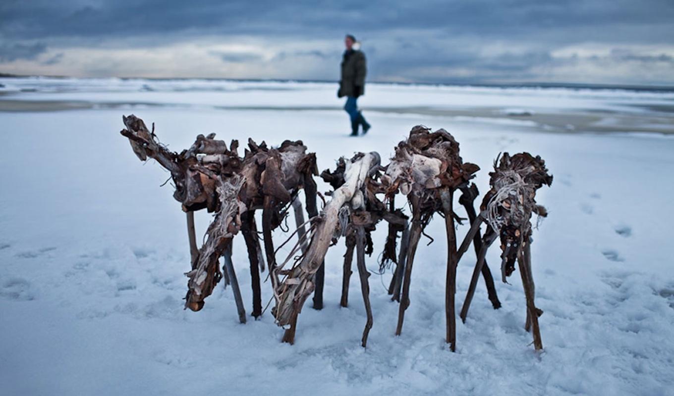 André Prah har ett stort historiskt intresse, bland annat för andra världskriget, och fångades av berättelsen om Ladogas ishästar. Här ses konstnären själv på plats vid Ladoga med sina ishästar. Foto: Joakim Lundgren