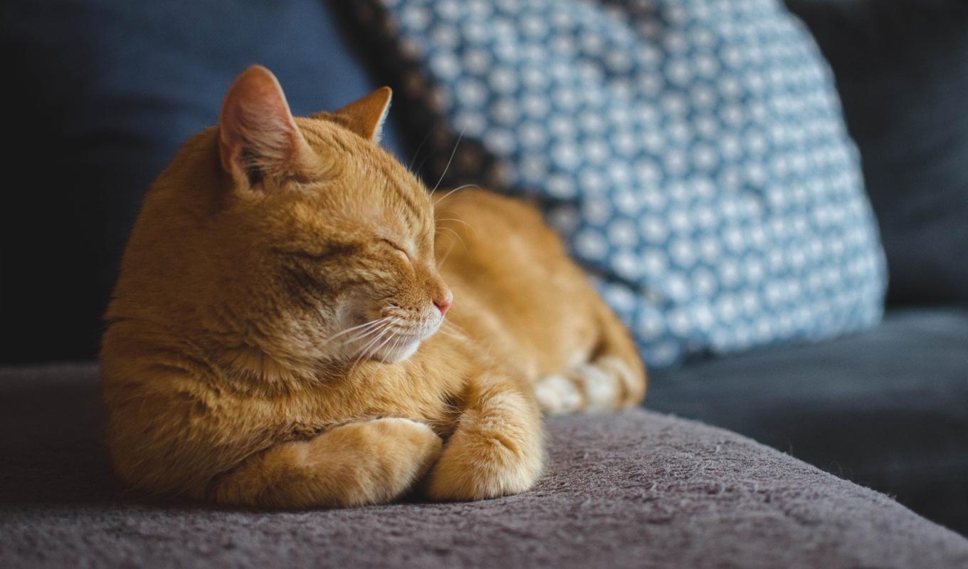 Första året registrerades 423 746 katter och Jordbruksverket uppmanar alla kattägare att fortsätta registrera sina katter och tackar alla som redan har gjort det. Foto: Daga Roszkowska