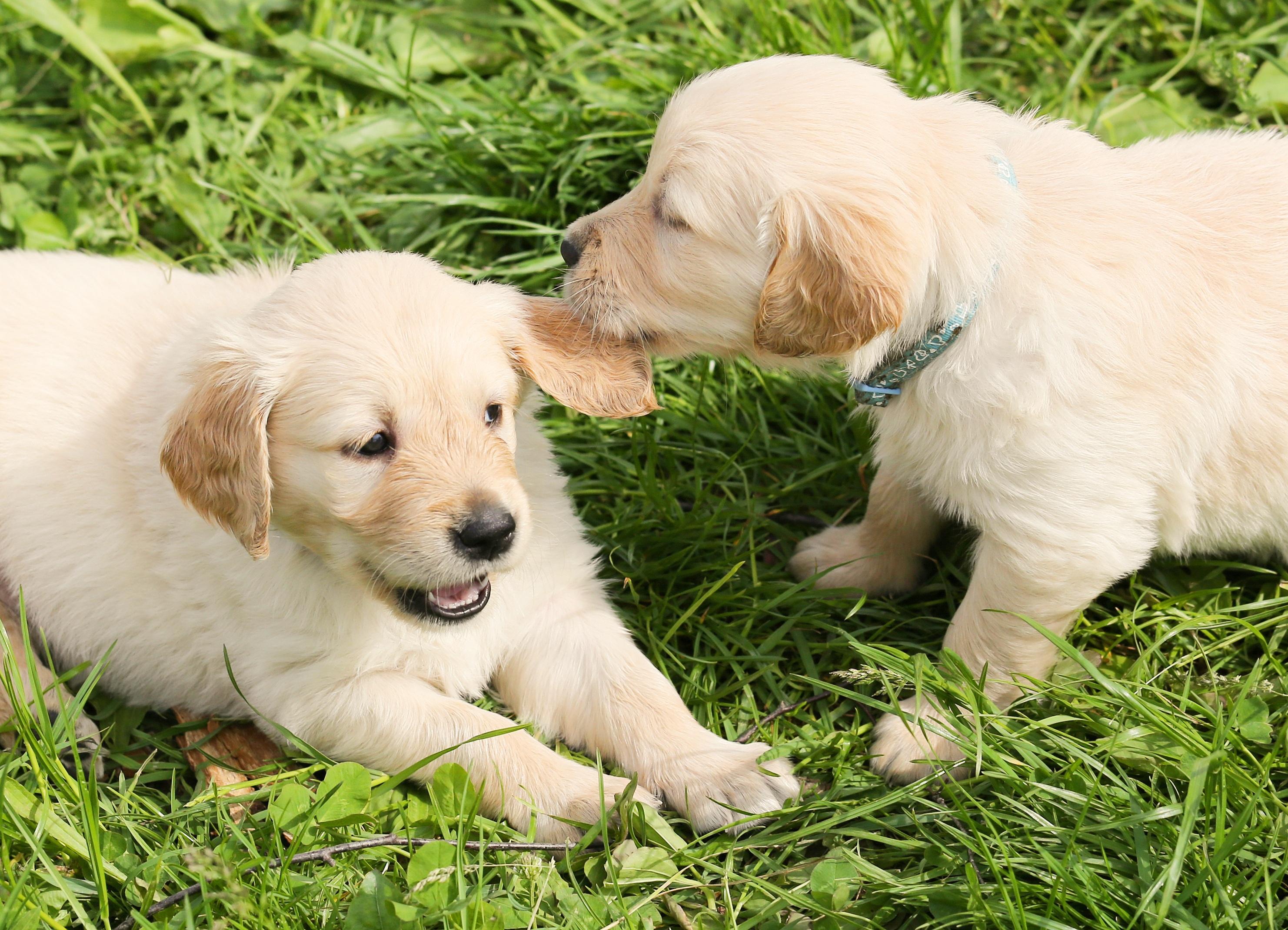 Labrador retriever är, precis som de senaste fyra åren, den vanligaste hundrasen i Jordbruksverkets och Kennelklubbens hundregister. Foto: Chiemsee 2024