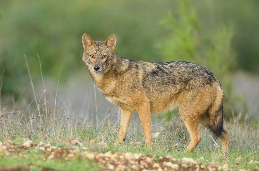 Guldschakal (Canis aureus) fotograferad i Israel. Arten är förvillande lik den nyligen beskrivna afrikanska vargen (Canis lupaster), men de båda är inte särskilt nära släkt. Foto: Eyal Cohen