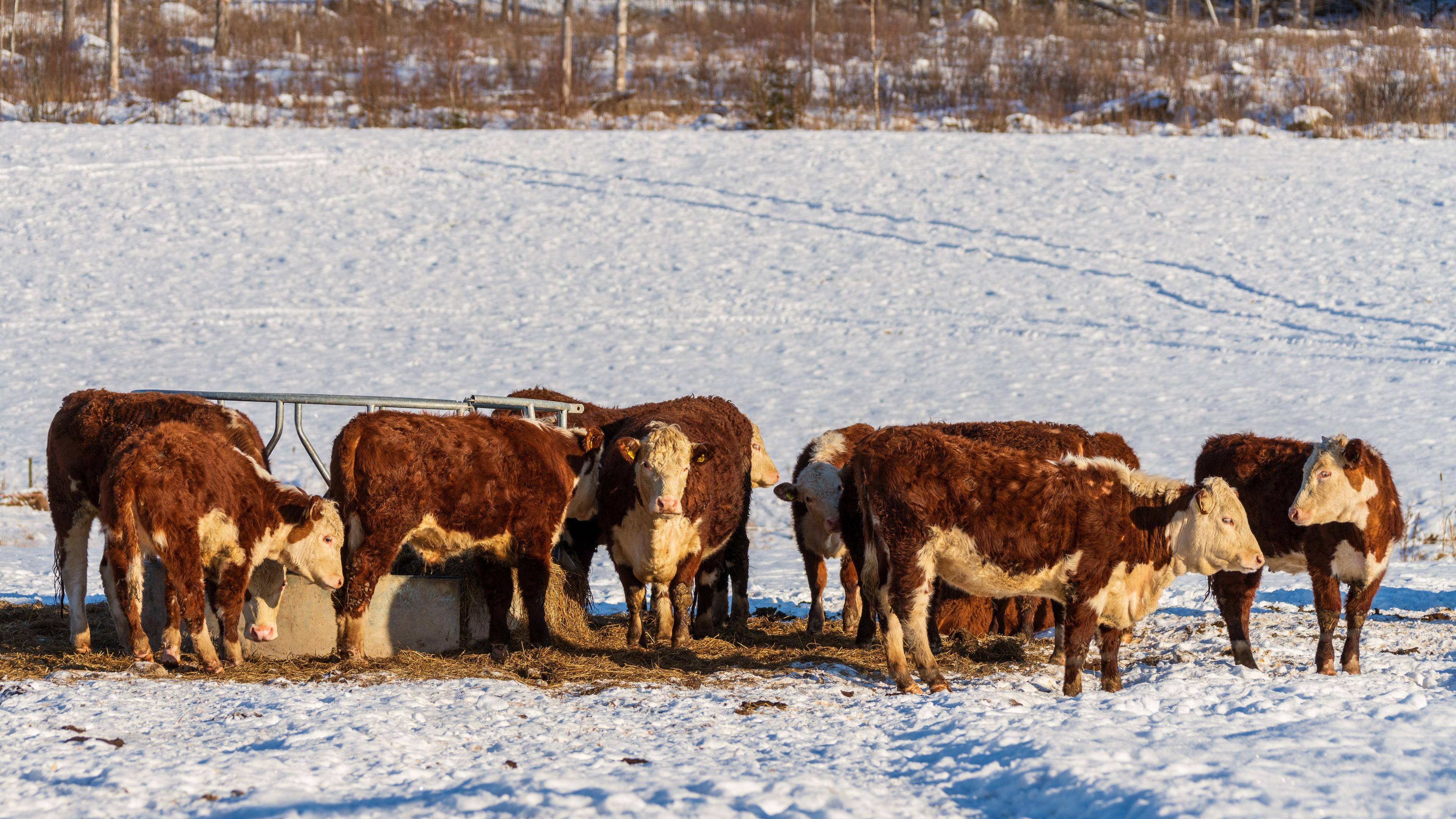 Att det i Sverige bedömts nödvändigt att tre myndigheter ska kontrollera djurskyddet är något som nu ska utvärderas. Foto: Shutterstock