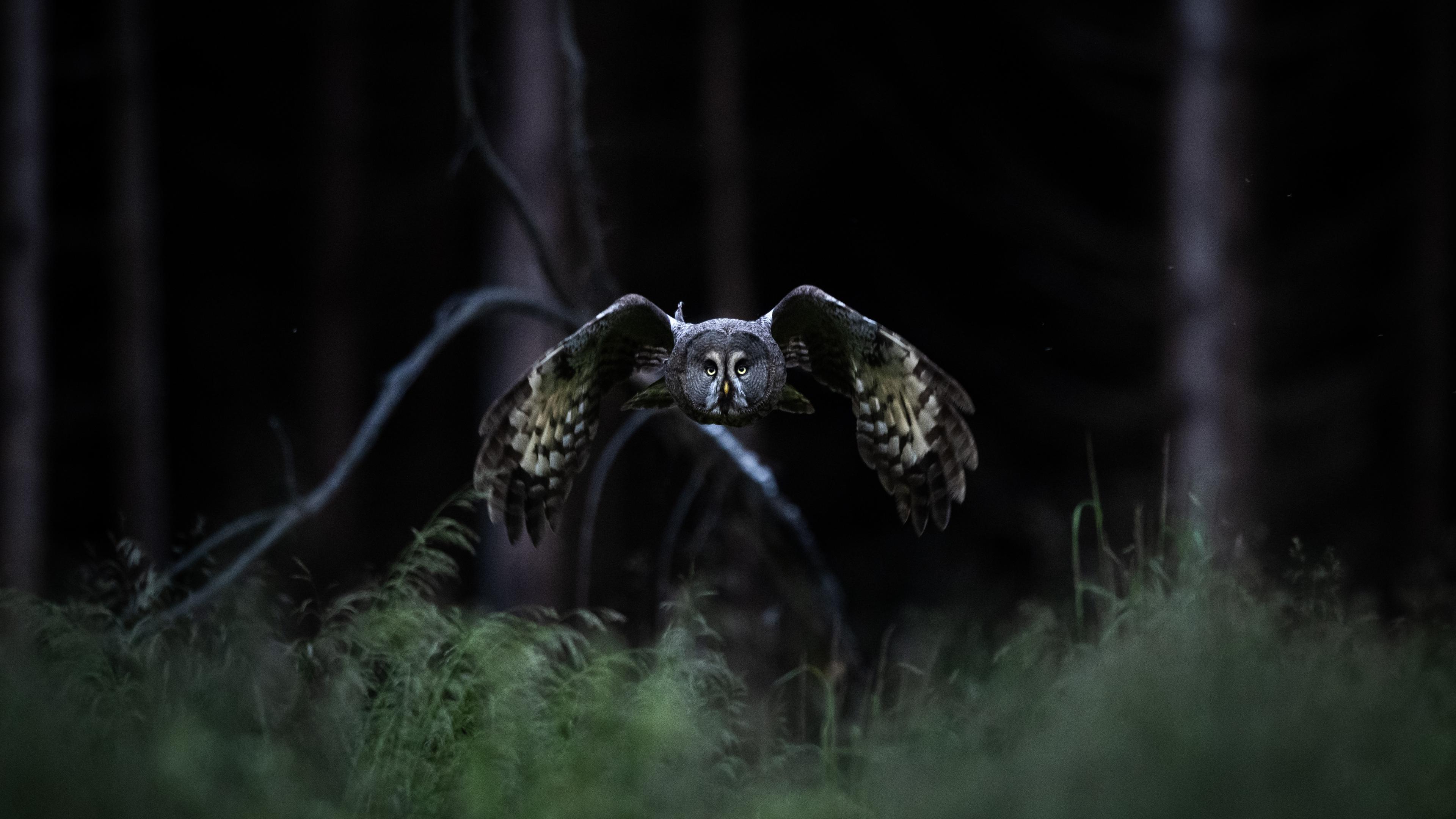 I utställningen visar Hellros bilder av ugglor som är hans favoritfåglar. Foto: Victor Hellros