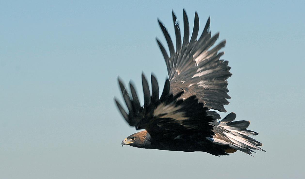 En flygande kungsörn i North Dakota, i USA. Arkivbild. Foto: Tom Stromme/AP/TT