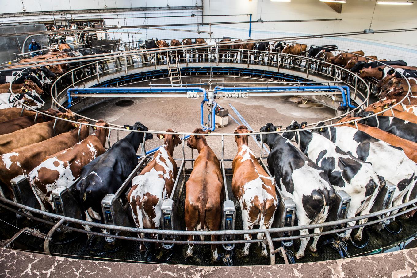 Ökningen förklaras med satsningar på bland annat större och modernare stallar. Arkivbild. Foto: Lars Pehrson/SvD/TT