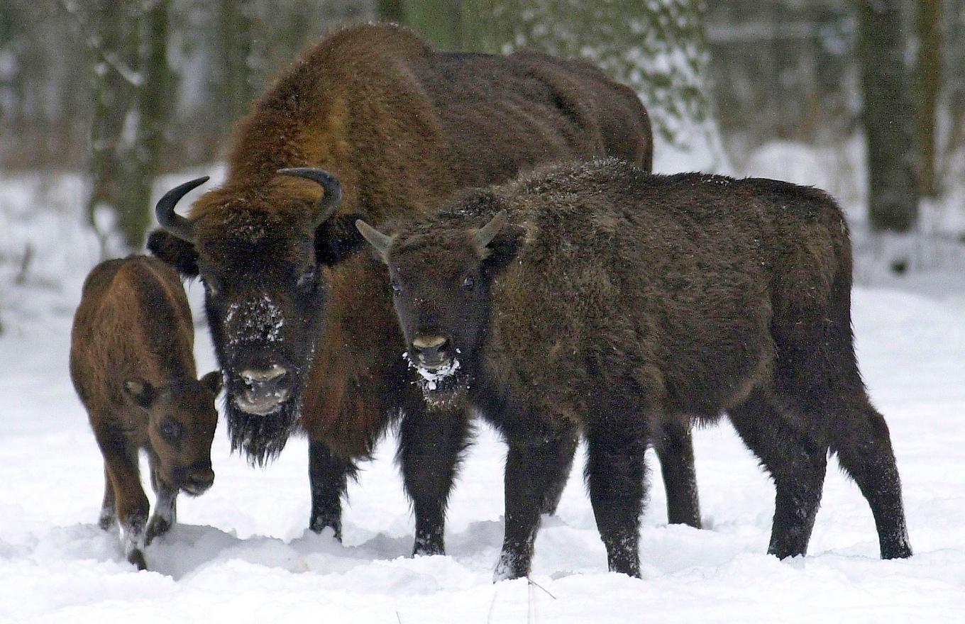 För att säkra djurens framtid vill WWF i Ukraina hämta två visenter från en flock 30 mil bort. Arkivbild. Foto: Michal Kosc/AP/TT