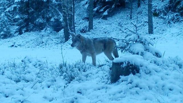 Skånsk varg fotograferad med viltkamera. Arkivbild. Foto: Länsstyrelsen Skåne