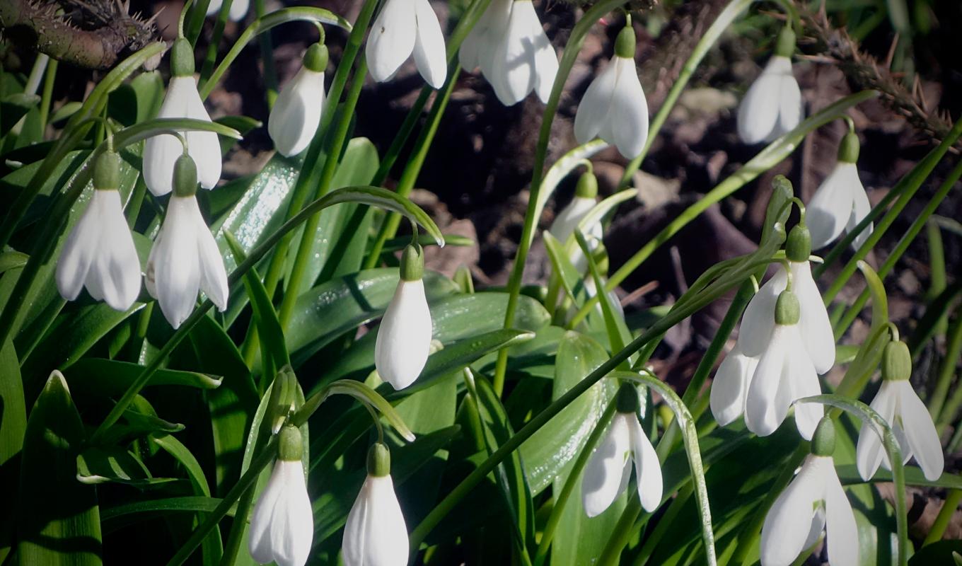Om allt går som beräknat kommer Skåne och västkusten under onsdagskvällen ha haft sju dygn i rad med vårtemperatur. Arkivbild. Foto: Hasse Holmberg/TT