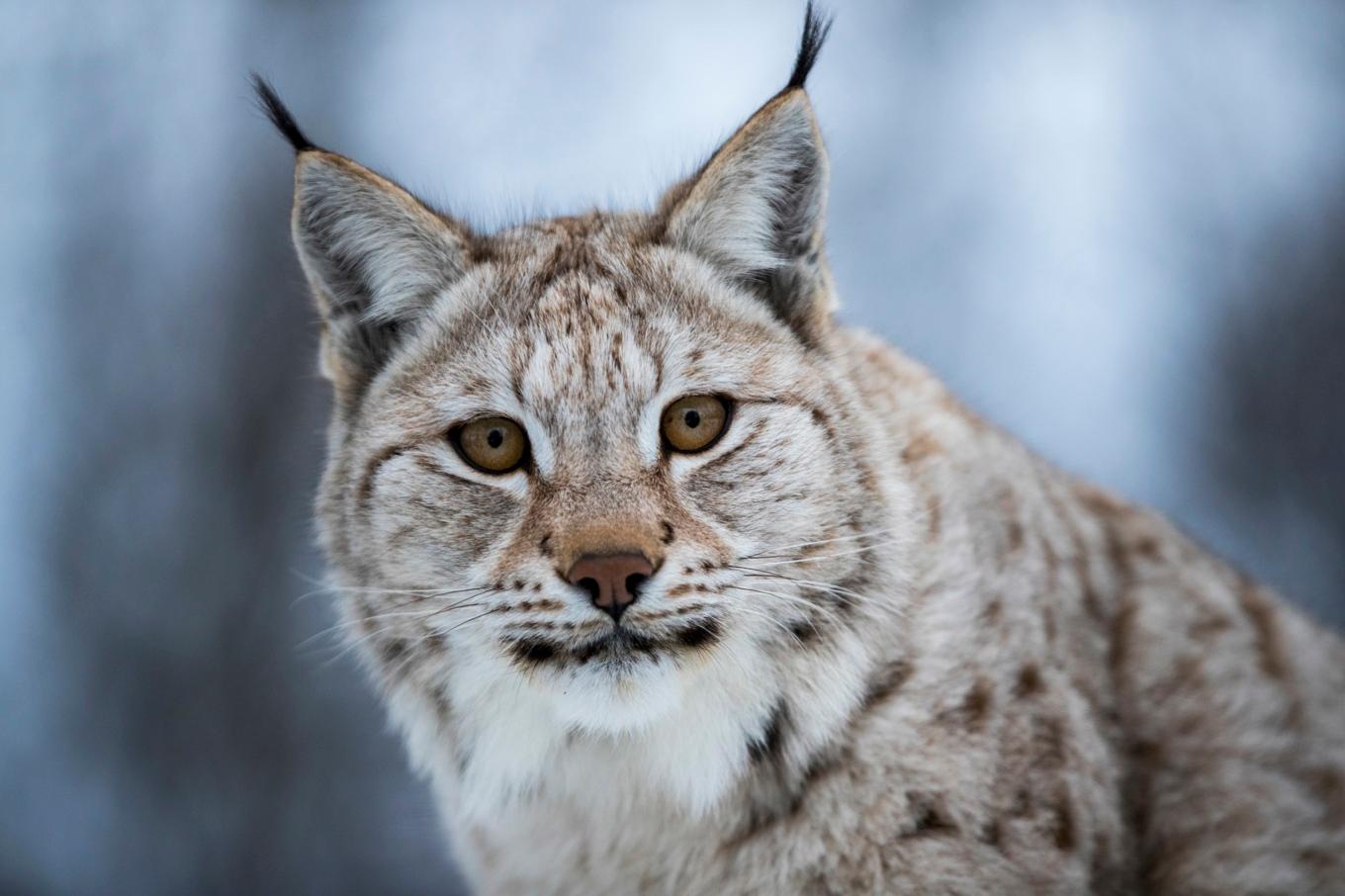 Den fridlysta lodjurspopulationen måste hanteras med stor försiktighet, menar WWF. Arkivbild. Foto: Heiko Junge/ NTB scanpix/ TT