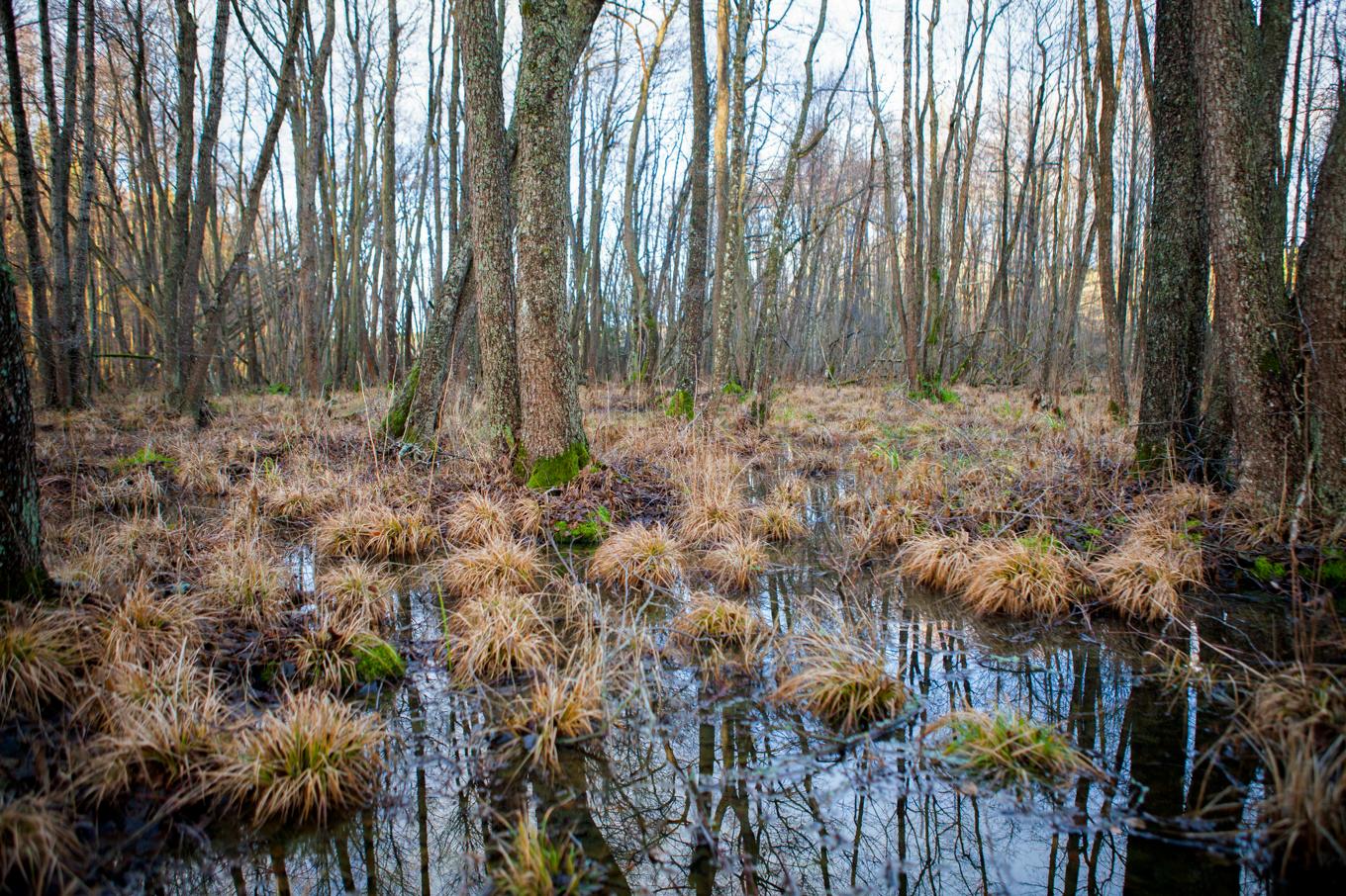 Naturvårdsverket fördelar drygt 130 miljoner kronor till landets länsstyrelser för våtmarksåtgärder. Arkivbild Foto: Robin Haldert / TT
