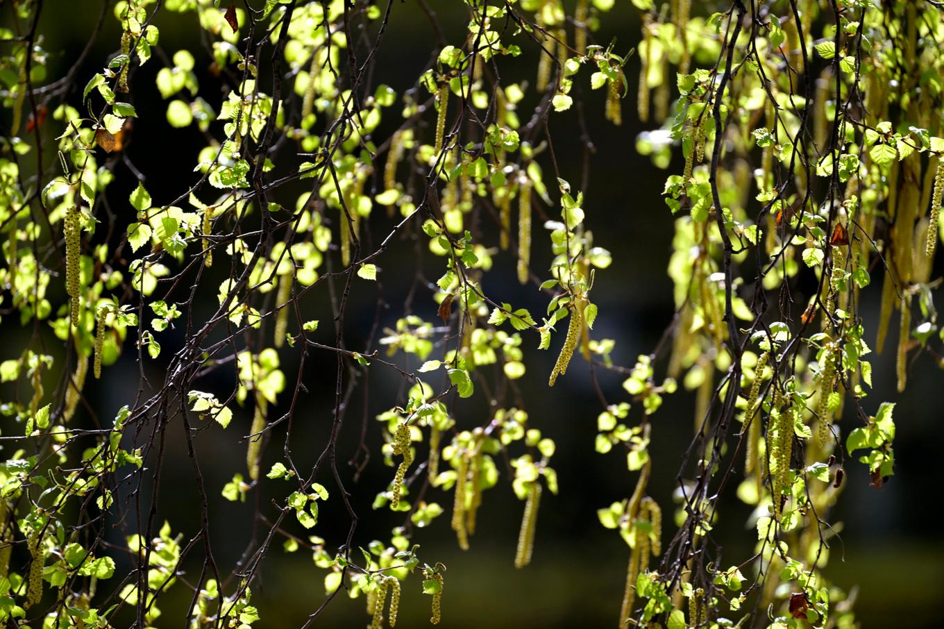 Det spås bli en mildare björkpollensäsong i år, men över tid har pollensäsongen blivit längre. Arkivbild. Foto: Janerik Henriksson/TT