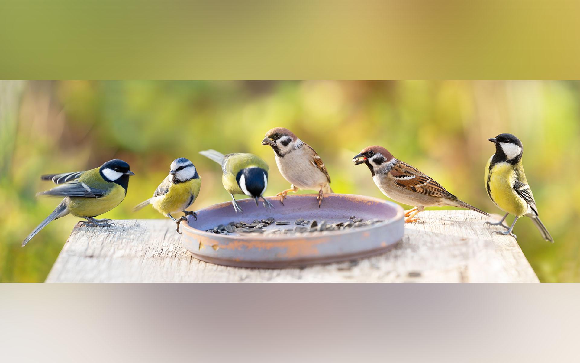 Talgoxen är den vanligaste svenska vinterfågeln. Tredjeplatsen innehas av blåmesen. Pilfinken minskar däremot i antal. Foto: Nitr/Shutterstock