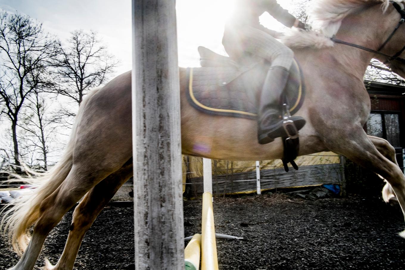 "Vi ser oerhört allvarligt på de uppgifter som vi fått ta del av i artikeln", skriver ridsportförbundet i en kommentar. Foto: Magnus Hjalmarson Neideman / SvD / TT