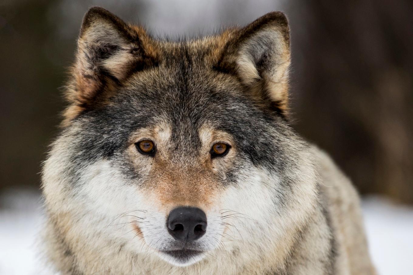 Länsstyrelsen i Skåne har beslutat om skyddsjakt på varg. Arkivbild. Foto: Heiko Junge/NTB/TT