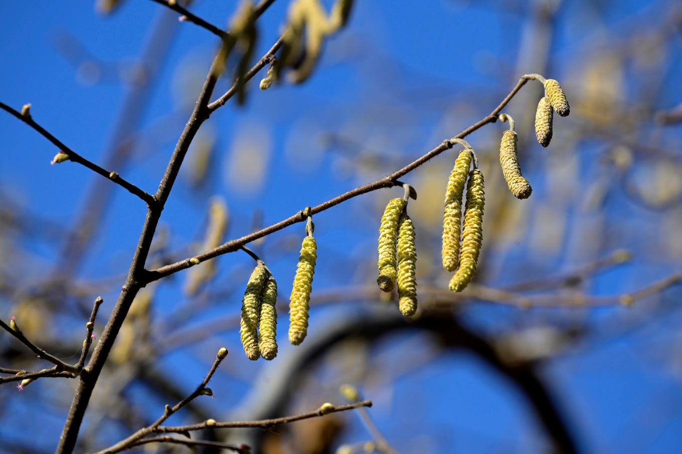 Trots att björken inte blommar i Sverige än kan allergiker känna av den. Det beror på att björkpollen kommer med vindar söder ifrån. Arkivbild. Foto: Janerik Henriksson/TT