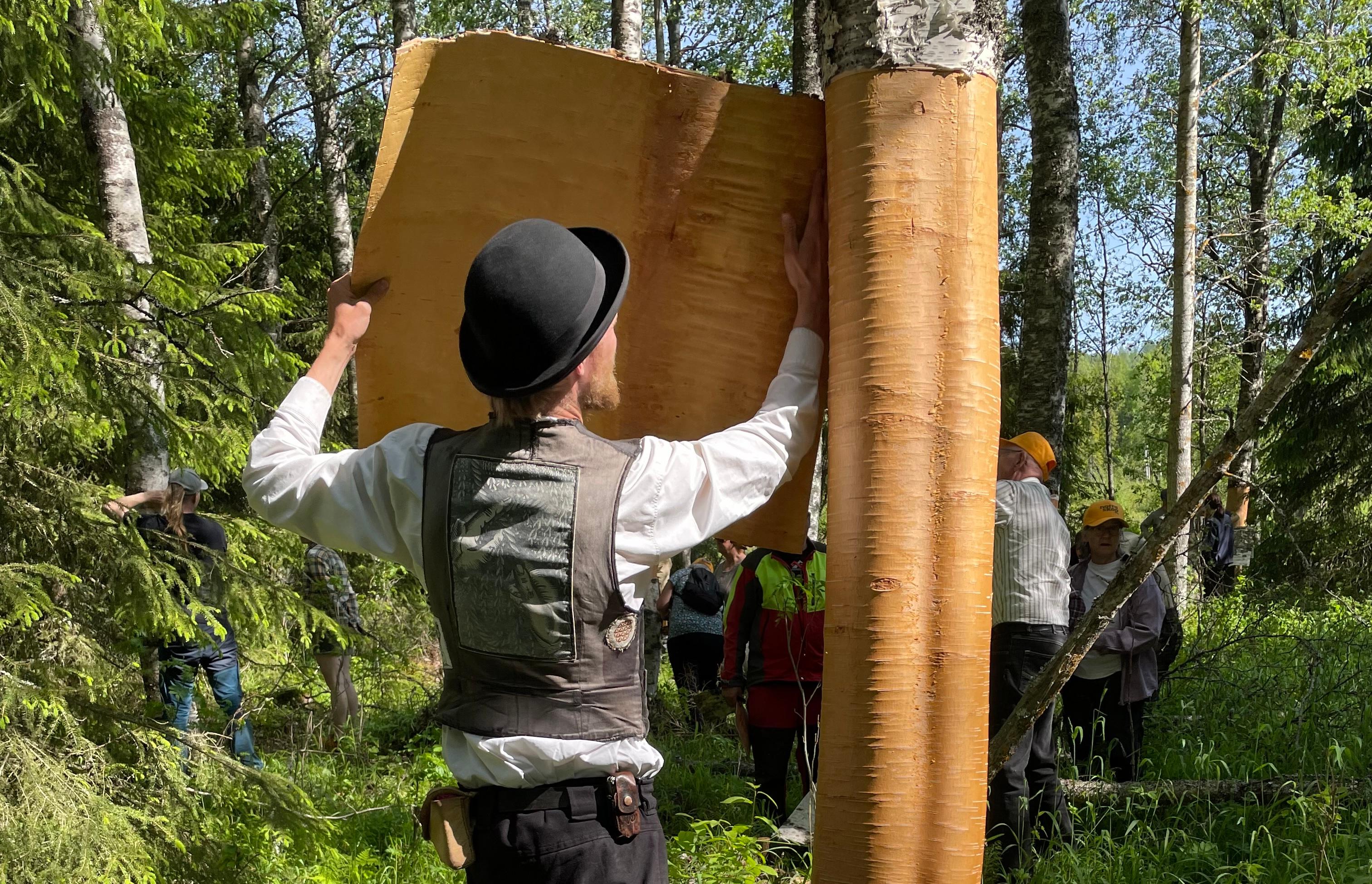 Under en björks livslängd går det att ta näver två gånger. Den första är av bäst kvalitet och den andra, som tas 20 år senare, fungerar bäst till grövre arbeten. Foto: Design Stories.