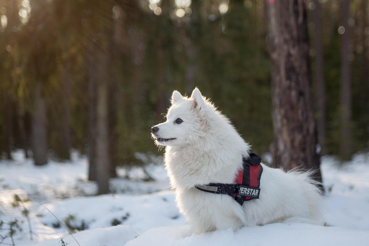 Hunden på bilden har inget med artikeln att göra. Foto: Audrius Vizbaras