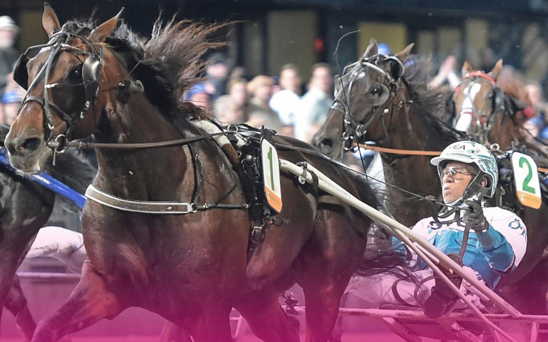 Det svenska fenomenet, sexårige Francesco Zet har 17 raka segrar och ännu har han inte behövt visa upp hur mycket han kan. Han har vunnit ändå. Foto: Elitloppet 2024