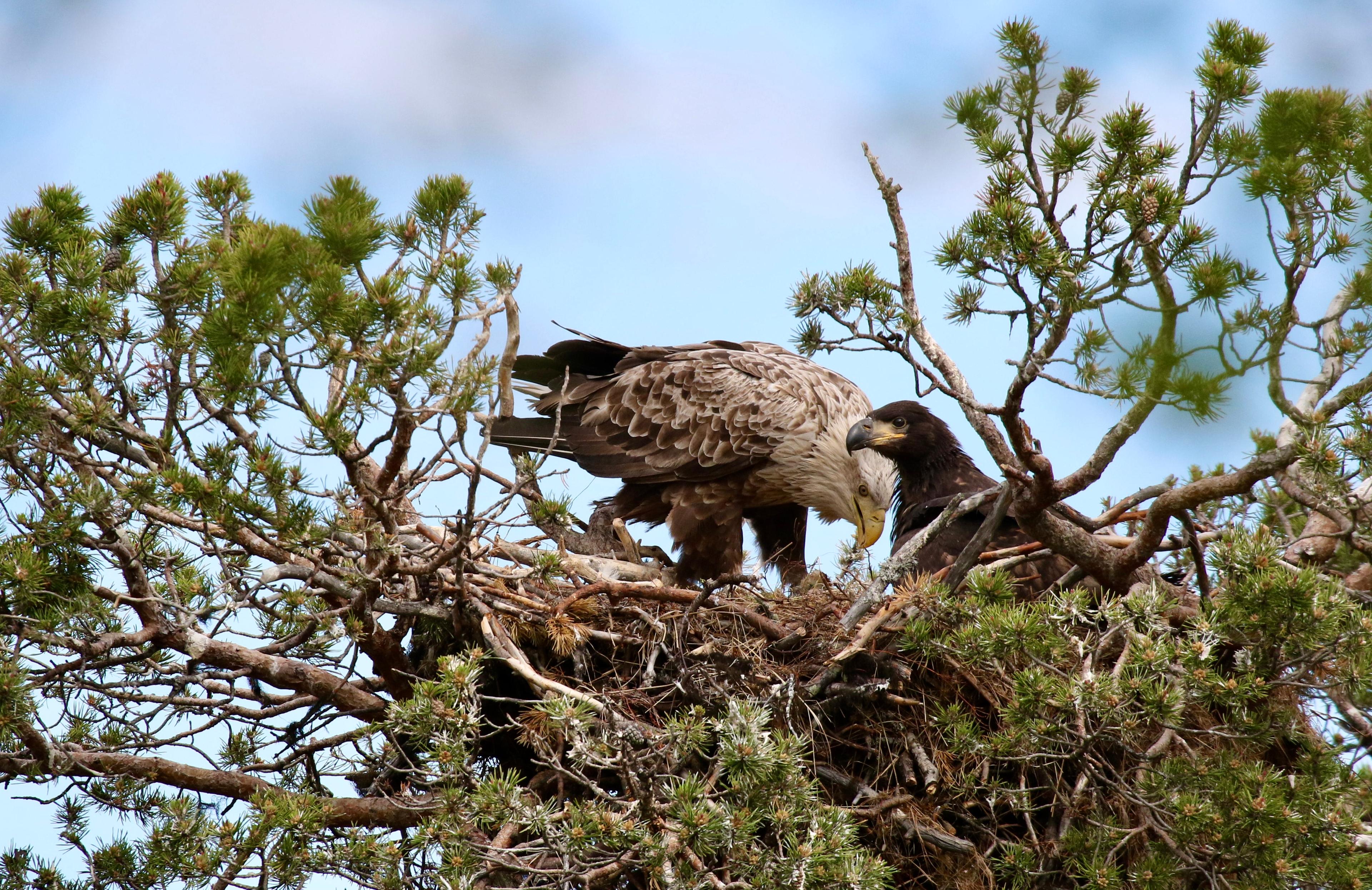 Naturvårdsverket har gett Sveriges Lantbruksuniversitet. SLU, tillstånd att sätta sändare på havs- och kungsörnar i hela Sverige. På bilden ses en havsörn med sin unge. Foto: Peter Hellström/Naturhistoriska riksmuseet