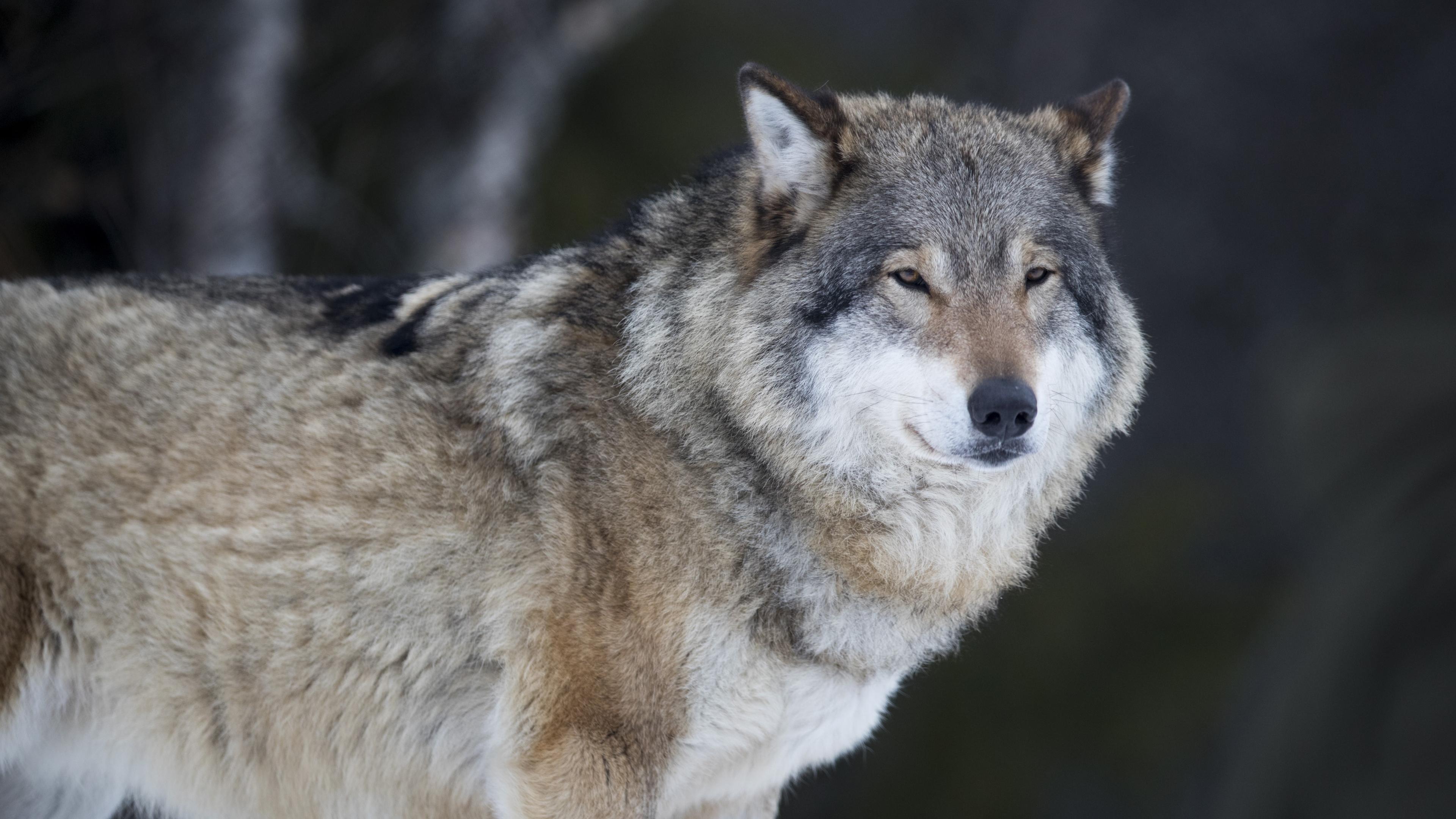 Efter ett nytt vargangrepp har länsstyrelsen fattat beslut om skyddsjakt på varg i Skåne. Arkivbild. Foto: Heiko Junge/NTB/TT