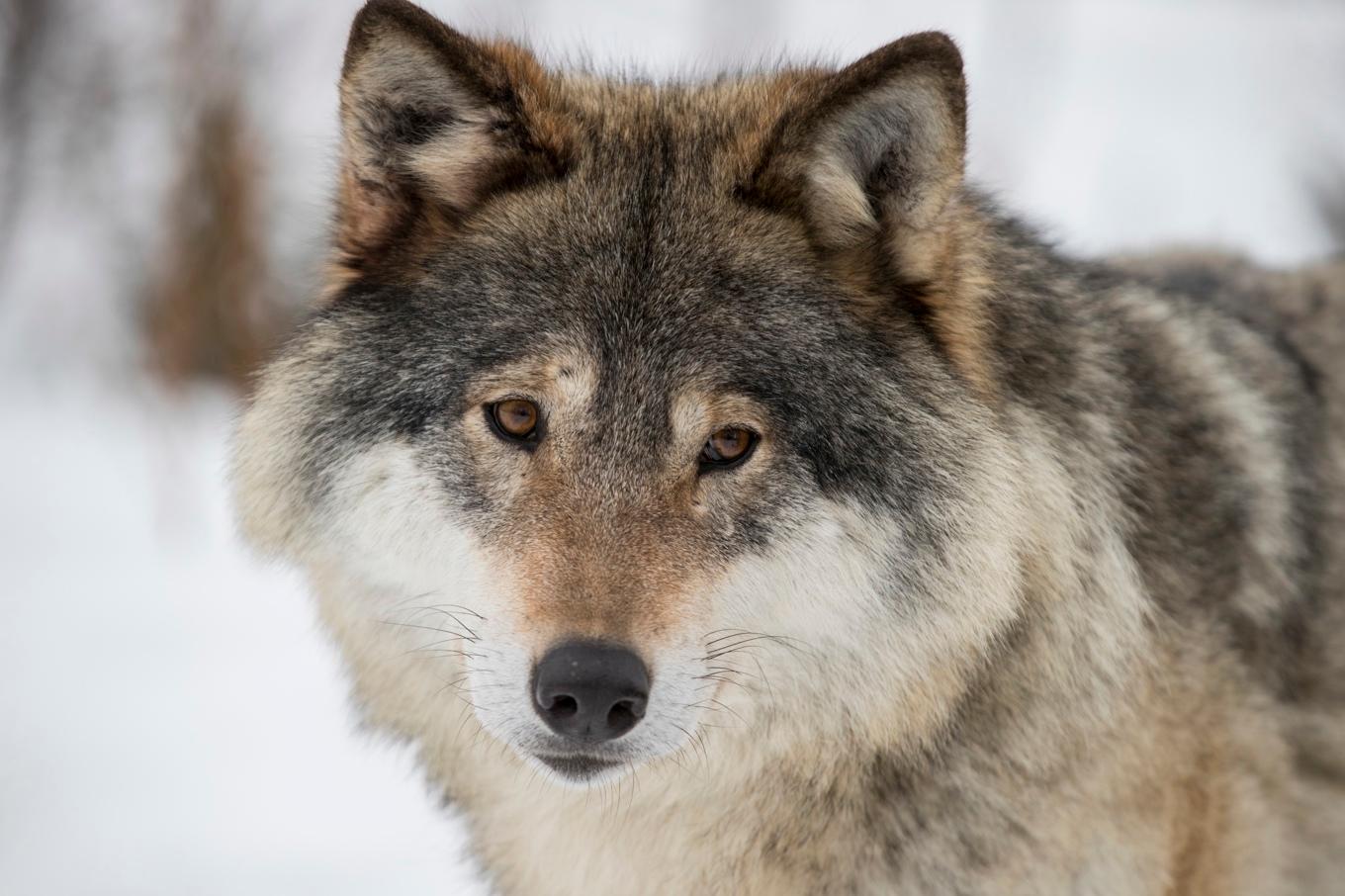 En varg angrep två minishetlandsponnyer norr om Norrtälje i förra veckan. Arkivbild. Foto: Junge, Heiko/NTB/TT