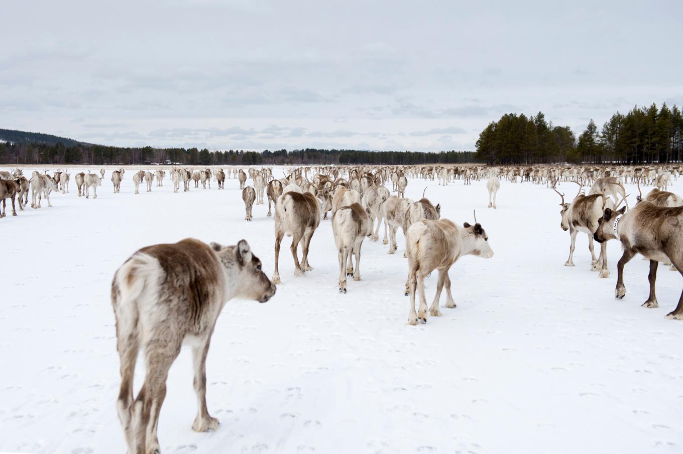 Gabna sameby anser att deras renskötsel påverkas av gruvbolagets verksamhet. Arkivbild. Foto: Henrik Montgomery/TT