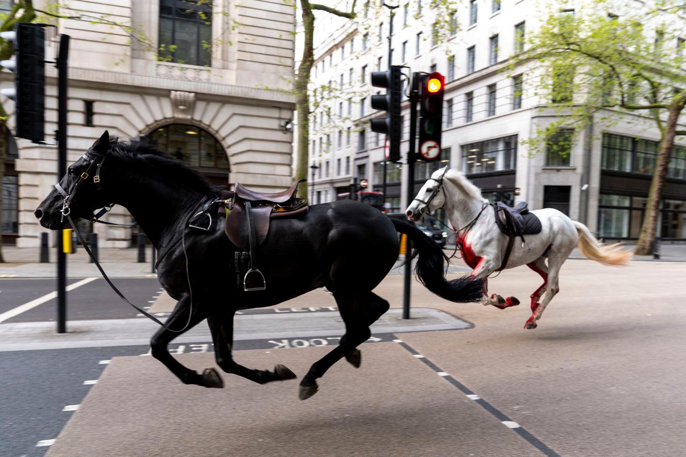Två av hästarna som sprang genom London. Foto: Jordan Pettitt/PA/AP/TT