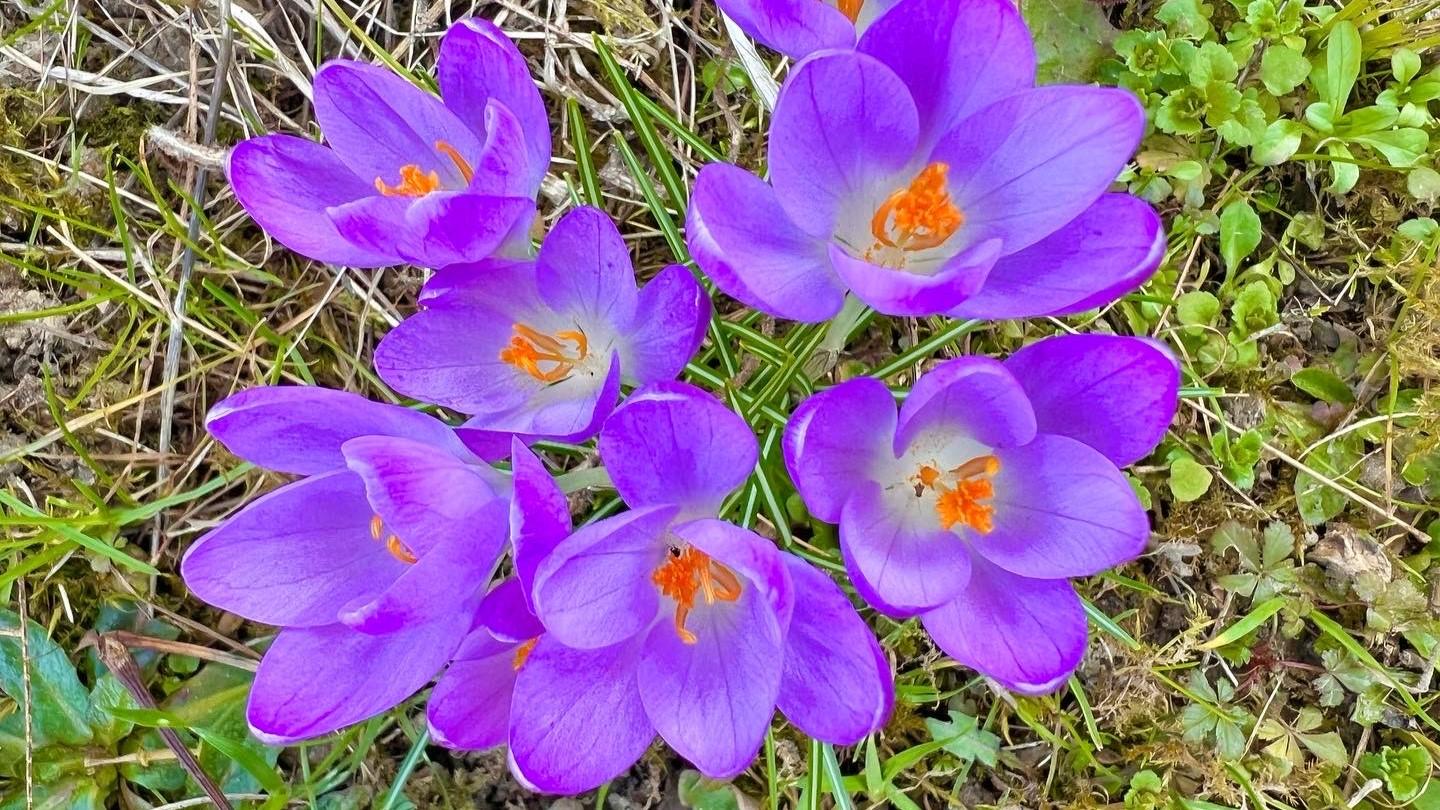 Det engelska ordet för vår, spring, handlar om frambrytande knoppar, som i ”Det är en ros utsprungen”. Foto: Swissmattstorm/CC-BY-SA-4.0