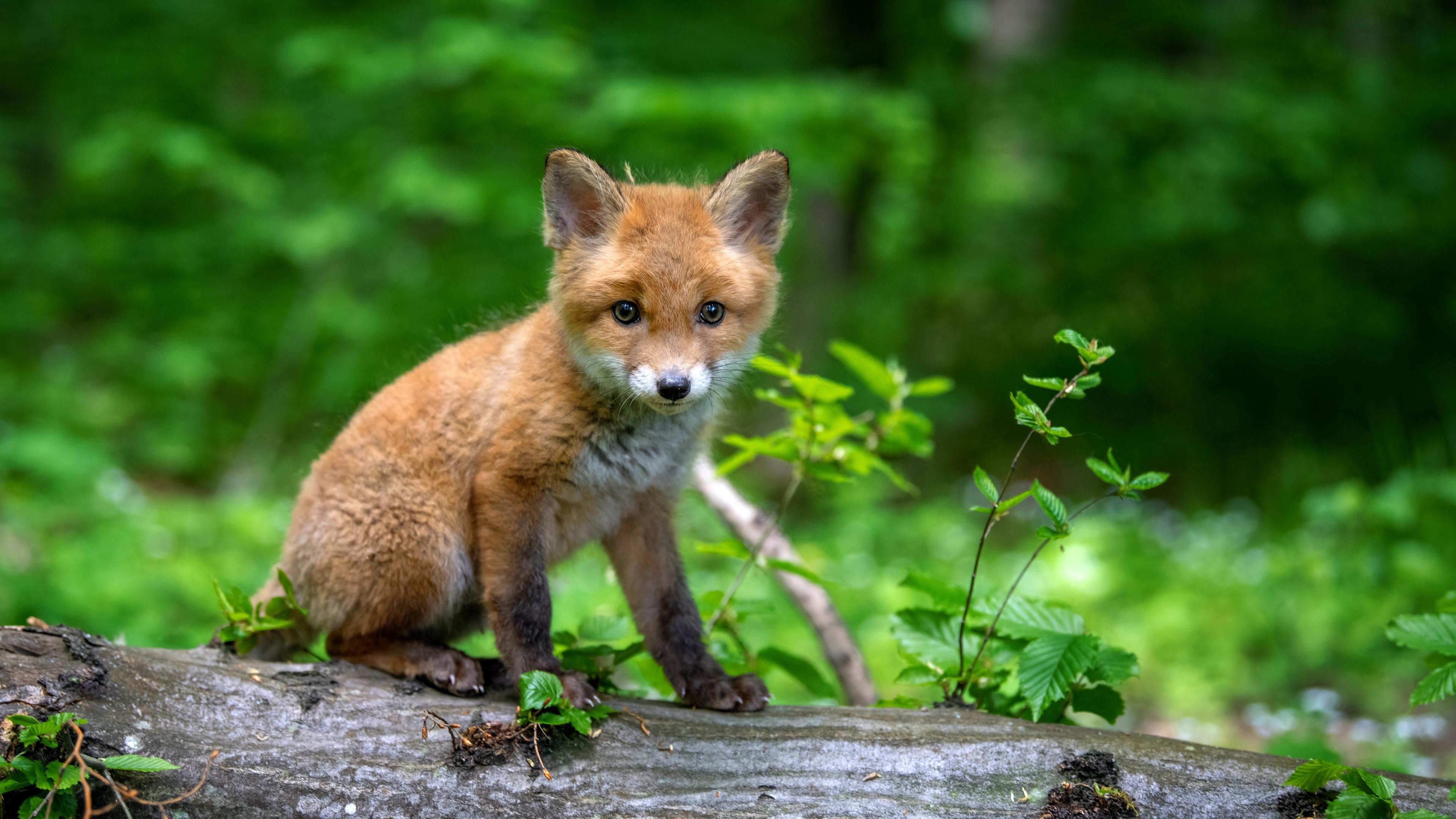 En djurunge kan se ensam ut. Men att närma sig ungen kan vara förenat med livsfara för den. Enligt Svenska Jägareförbundet är det därför bäst att lämna djuret ifred. Foto: Volodymyr Burdiak/Shutterstock