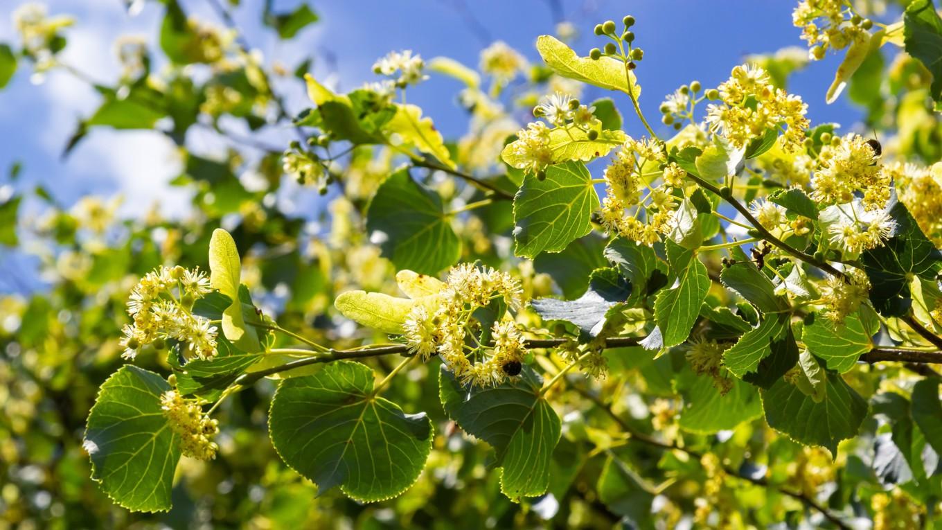 Enligt Tsvetajeva är det konstnärliga skapandet en lika stark kraft som att naturen grönskar. Foto: olko1975/Shutterstock