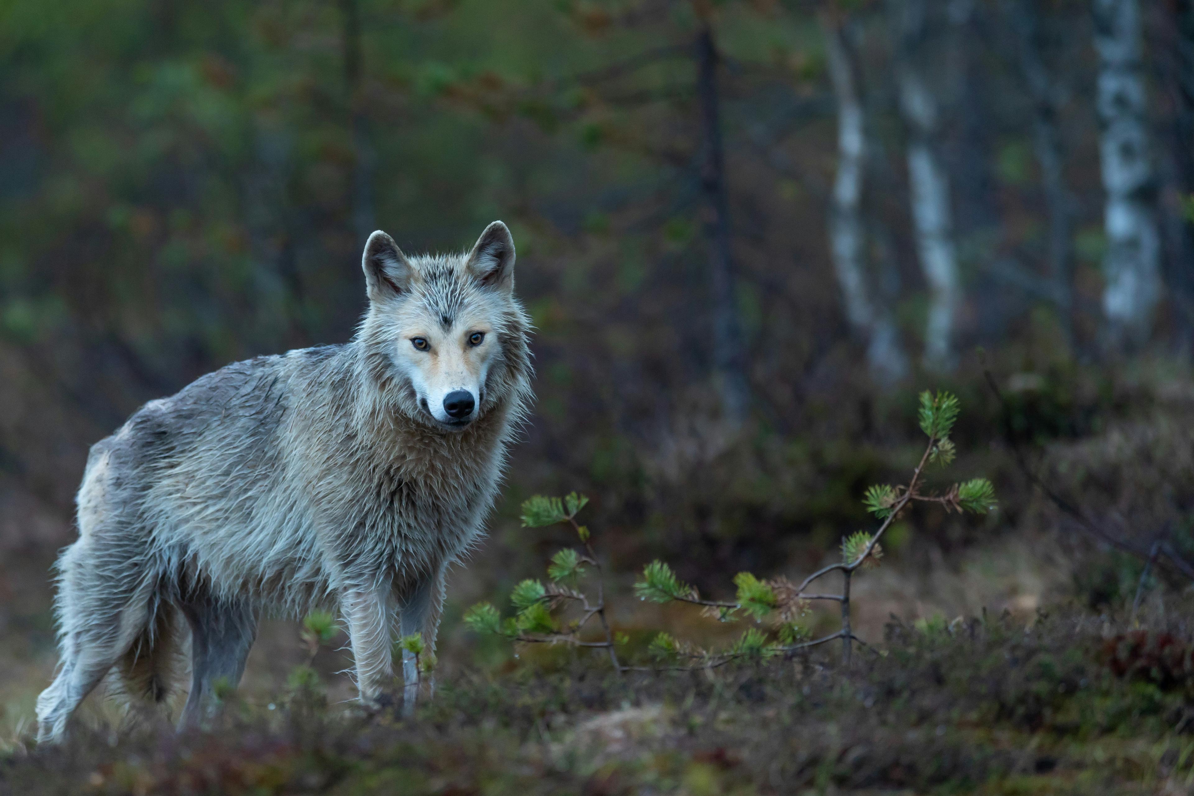 Länsstyrelsen har beslut om skyddsjakt på en varg efter angrepp på får i reviret Söderåsen. Foto: Vincent van Zalinge