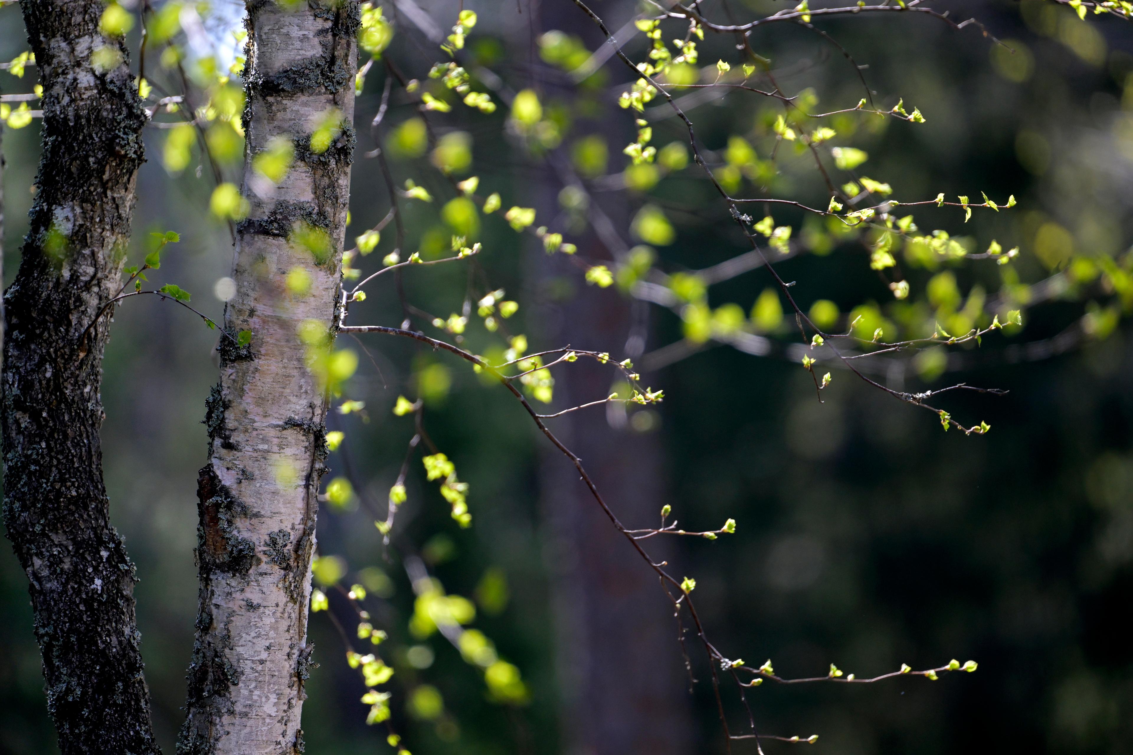 Grönska i och nära tätorter gör gott för både hälsa och klimat, visar forskning. Arkivbild. Foto: Janerik Henriksson/TT