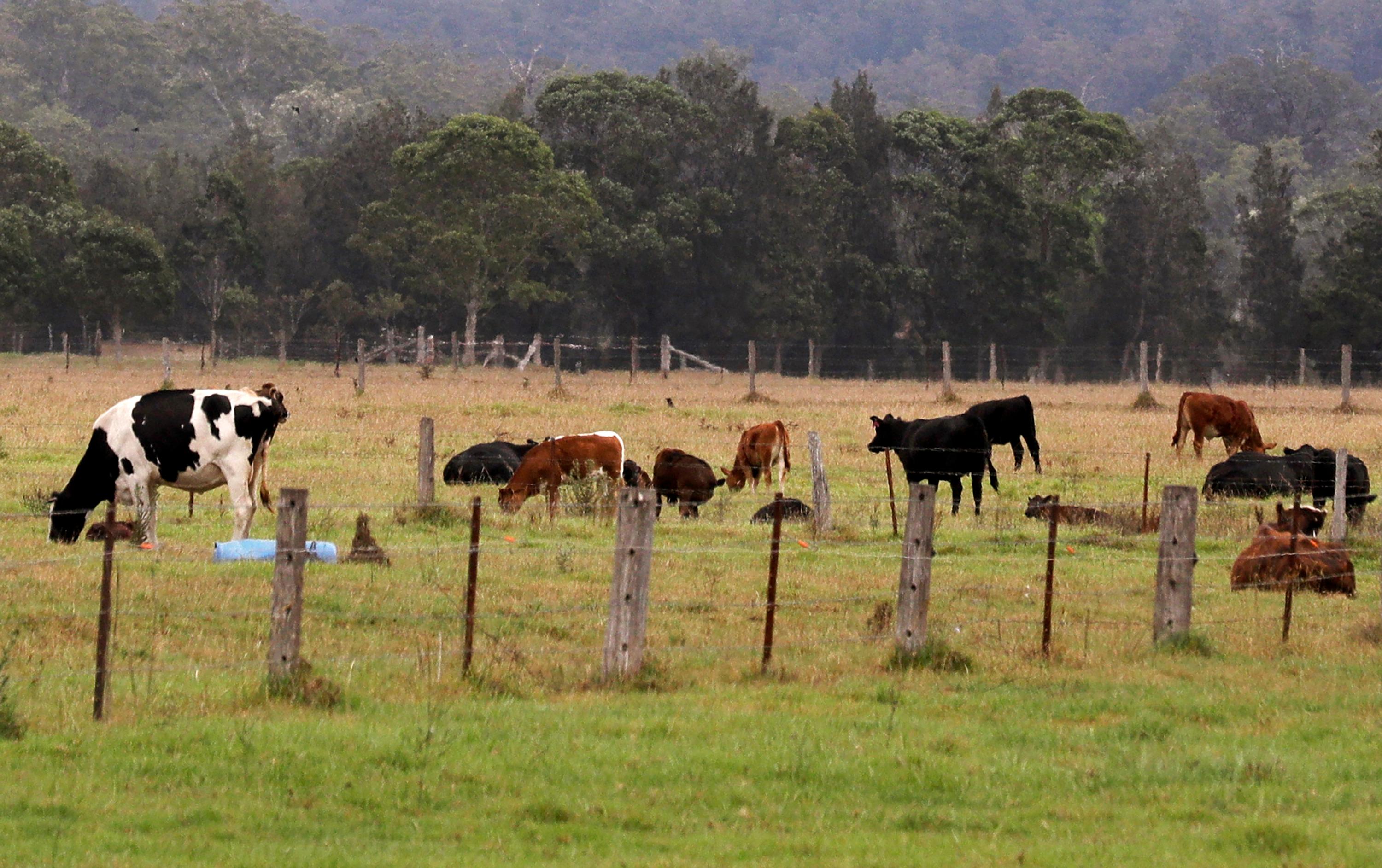 Kor betar på ett fält i närheten av Ulladulla, drygt 20 mil söder om Sydney. Arkivbild. Foto: Rick Rycroft/AP/TT